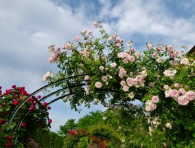 硫磺粉能否撒在月季花卉盆里？曲阜花卉市场位置揭秘硫磺粉能用在所有花卉吗